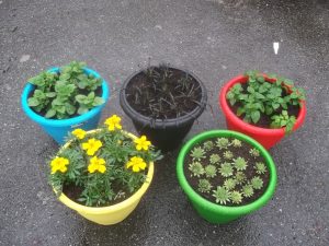 Plants 4